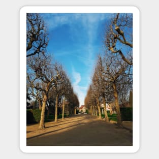 Bare trees alley Sticker